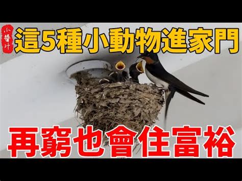 白飛蛾入屋|家有飛蛾如何化解